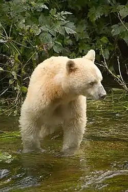 亜種シロアメリカグマU. a. kermodei