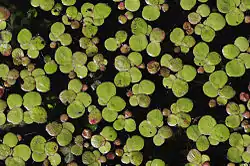 Spirodela polyrhiza