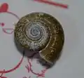 殻の上面