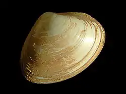 バカガイ科