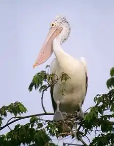 ホシバシペリカン