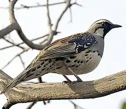 ウズラチメドリ