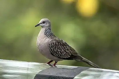 S. c. ceylonensis スリランカ