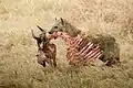 食料であるヌーの死骸を運ぶブチハイエナ（タンザニア、アルーシャ州）