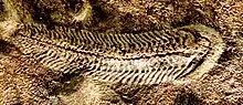 エディアカラ動物群のスプリッギナの化石、大きさは3-5cm