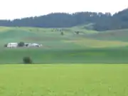 春を迎えたコムギ畑
