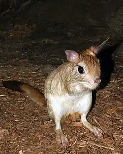 トビウサギ