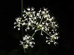 花は白色の小型の5弁花となり、花弁は内側に曲がる。雄蕊は花の外側に飛び出る。