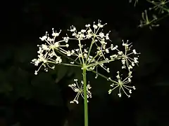 複散形花序の下の総苞片は0-3個、線形。小花序の下の小総苞片は3-6個あり、線形。