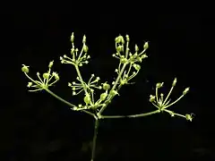 果実は緑色で無毛、つやがある。