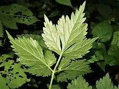 葉の裏面。