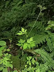 根出葉および茎葉の下部も上部も2回3出複葉となる。