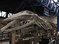 クジラの全身骨格