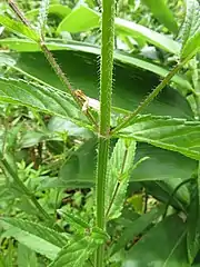 茎は4角形で、稜に下向きの刺毛がある。