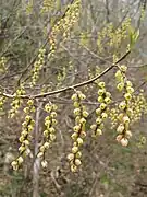 花序のようす