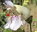 イワブクロ属(オオバコ科)の仮雄蕊(矢印)