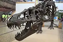 ティラノサウルス（スタン）。左から順に前眼窩窓・眼窩・下側頭窓が並んでいる様子が見られる。