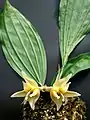 S. avicula小柄で単純な花をつける種の例