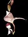 S. insignis・大きな花をつけるものの例