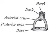 ヒトのアブミ骨
* Head:アブミ骨頭
* Neck:アブミ骨頚
* Anterior crus:前脚
* Posterior crus:後脚
* Base:アブミ骨底