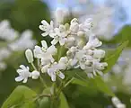花と蕾