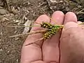 花序の先端部分