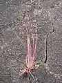 植物体全体を示す