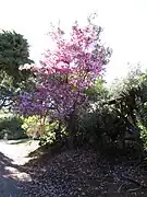 カワリバノウゼン（Tabebuia heterophylla）