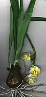 鱗茎(りんけい)と葉