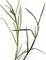 ウシノシッペイ属Hemarthria altissima