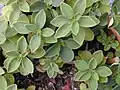 Peperomia leptostachya