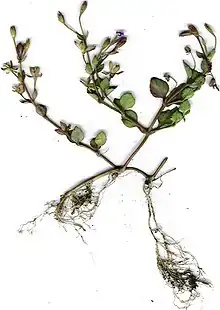 Lindernia crustacea