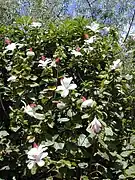 Hibiscus waimeae（ハワイ）
