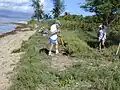 砂浜の群落・刈り取り中
