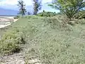 砂浜の群落(以下、すべてハワイ）