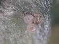 タチナタマメに生み付けられた卵
