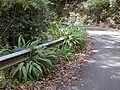 道路脇に群生している様子