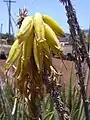 アロエベラの花
