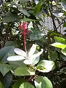 Hibiscus arnottianus（ハワイ）