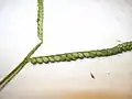 スズメノコビエの小穂が並んでいる様子。
