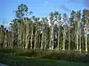 A stand of tall trees with white trunks along a canal or lake bed