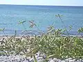 海岸に生じた群落