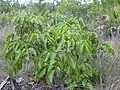Metopium toxiferum 樹形