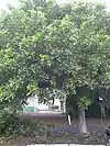Short tree with full bushy leaves of indiscriminate shape