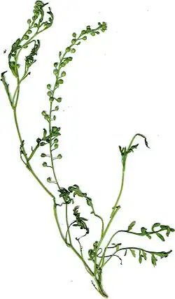 Lepidium bonariense