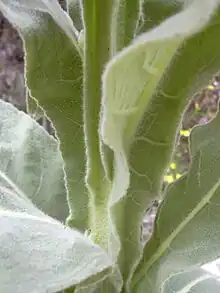 ヒレ状に茎を取り巻くビロードモウズイカの葉
