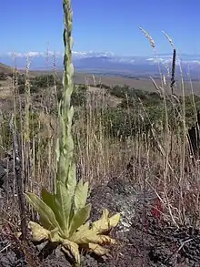 乾燥した山地で成長するビロードモウズイカ