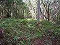 林床での生育状況