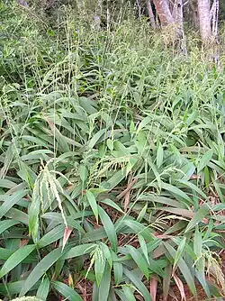 Setaria viridis