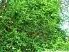 Shrub with rachis network of leaves and branches and small leaves